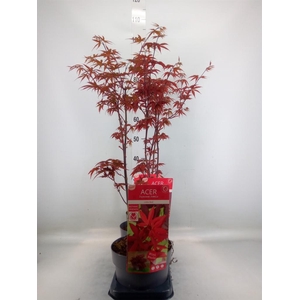 Acer palmatum