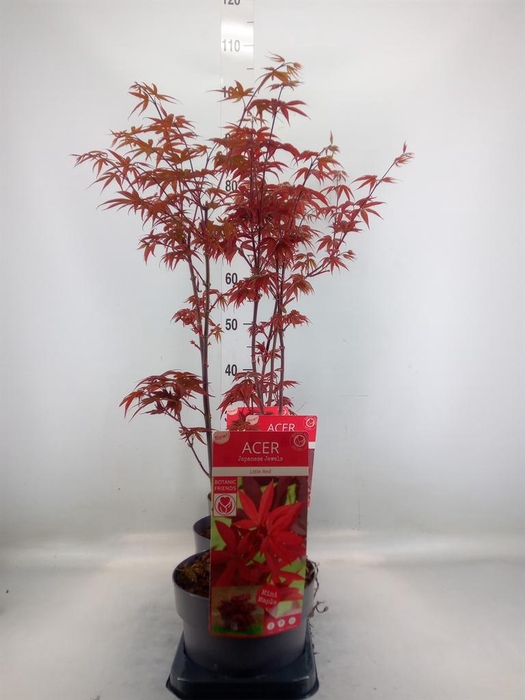 <h4>Acer palmatum</h4>