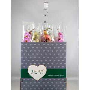 Phalaenopsis   ...mix