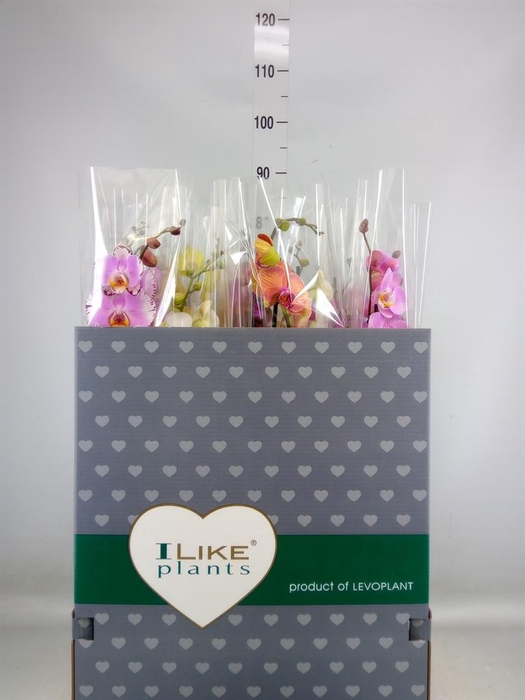 <h4>Phalaenopsis   ...mix</h4>