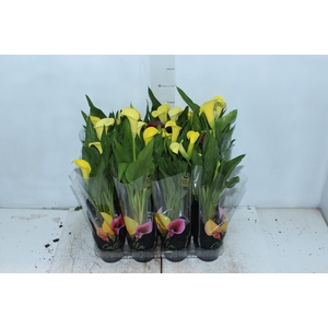 CALLA MINI P09