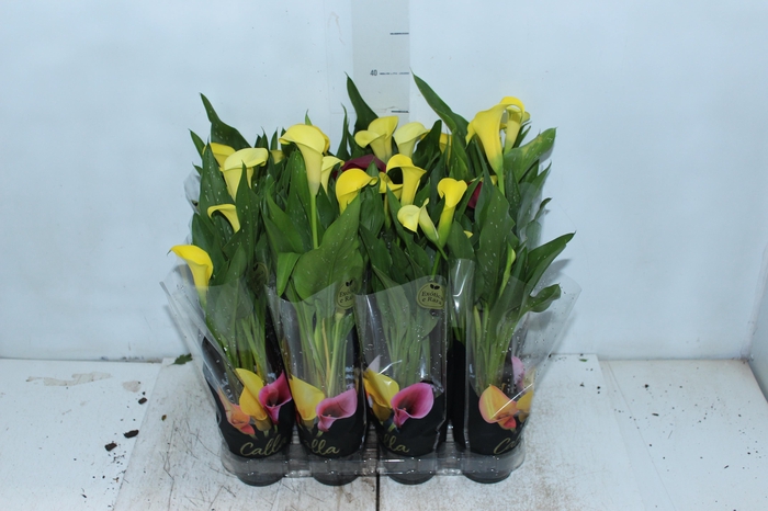 <h4>CALLA MINI P09</h4>