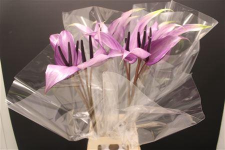 <h4>Anthurium Previa</h4>