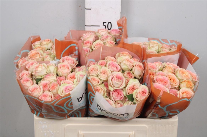 <h4>R Tr Azore X5</h4>