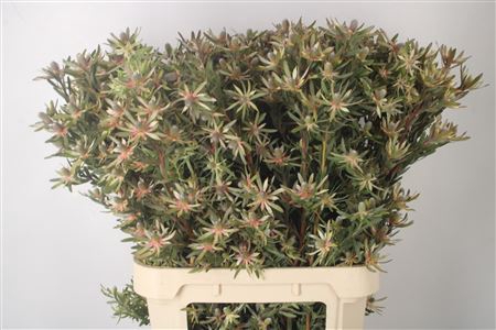 <h4>Leucad Ayoba Star Pearl</h4>