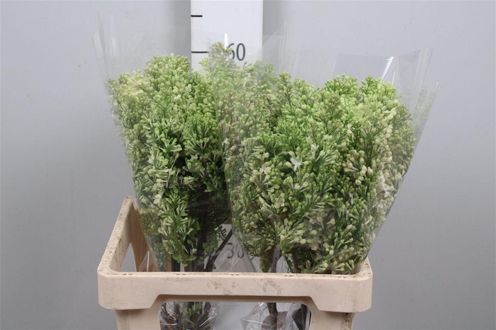 <h4>Syr V Lucy Ballted 4+</h4>