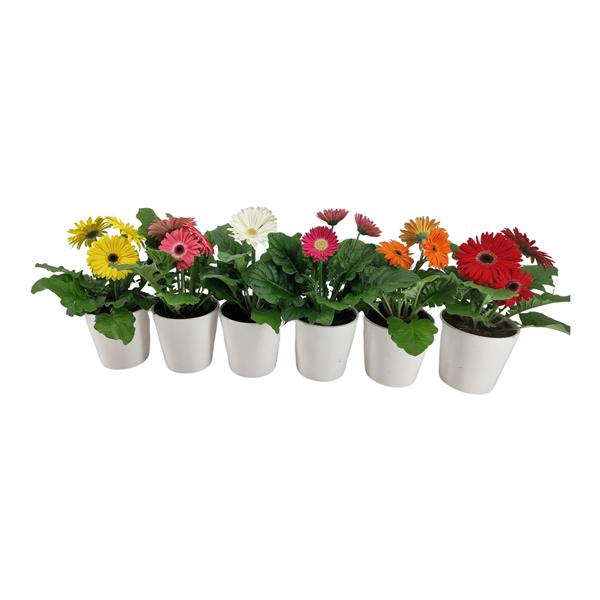 <h4>Gerbera belicht 2+ bl in keramiek wit</h4>