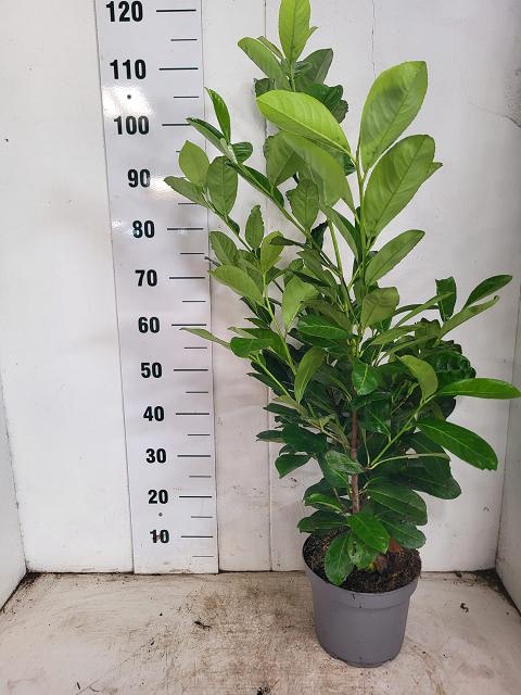 <h4>PRUN LA ROTUNDIFOLIA</h4>