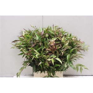 Leucothoe Walteri Ra