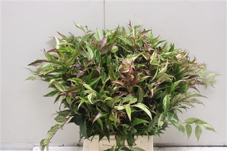 <h4>Leucothoe Walteri Ra</h4>