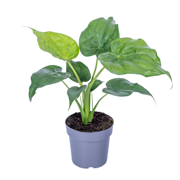 <h4>Alocasia Cucullata 17cm</h4>