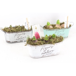 arr4 Hyacint FL - Fleurs zink ovaal