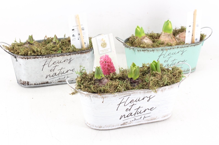 <h4>arr4 Hyacint FL - Fleurs zink ovaal</h4>