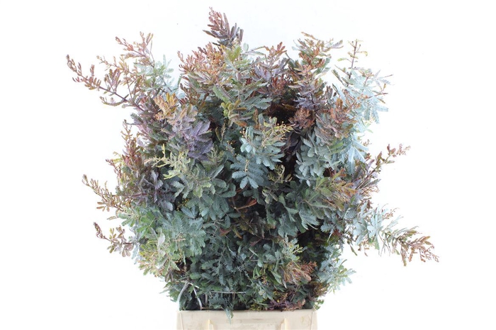 <h4>Acacia Gr Baileyana</h4>