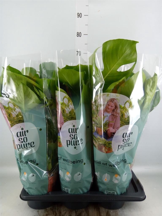 <h4>Monstera delic.</h4>