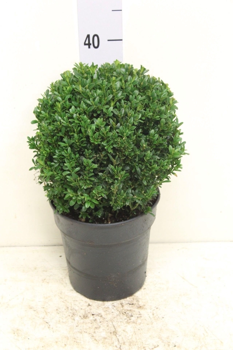 <h4>Buxus sempervirens bol P19 (potgekweekt)</h4>