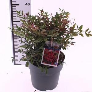 Nandina domestica 'Obsessed'