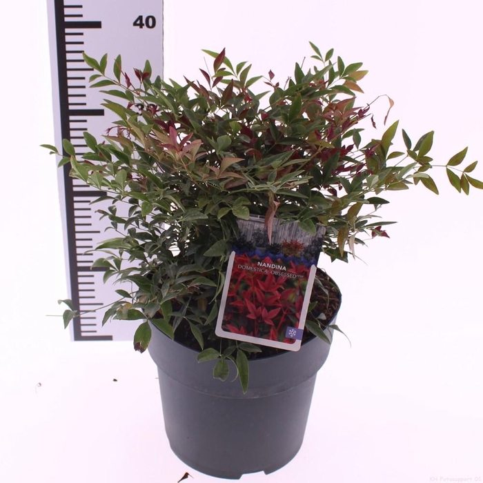 <h4>Nandina domestica 'Obsessed'</h4>