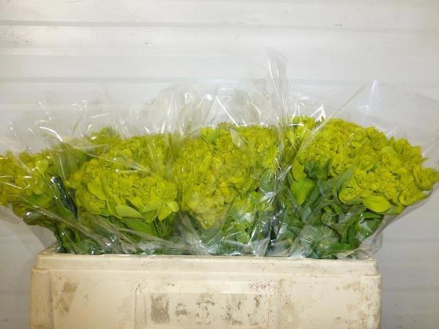 <h4>Euph P Walenb Glorie</h4>