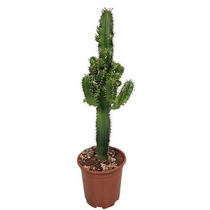 Euphorbia Eritrea - 540