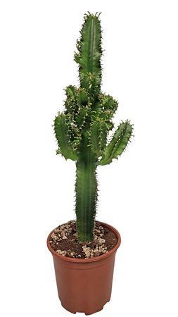 Euphorbia Eritrea - 540