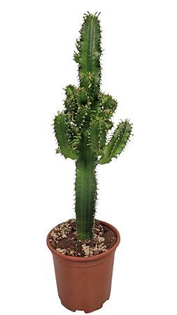 <h4>Euphorbia Eritrea (no Globalg.a.p. Lot)</h4>