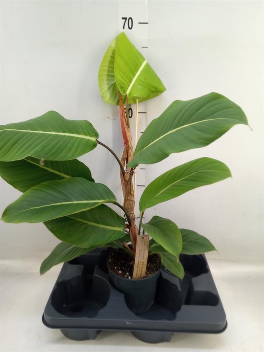 <h4>Philodendron   ...</h4>