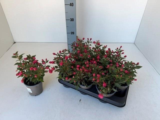 <h4>OVERIGE PERKPL</h4>