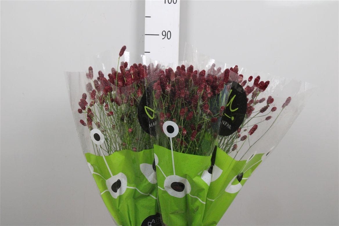 <h4>Sang Of Red Dream</h4>