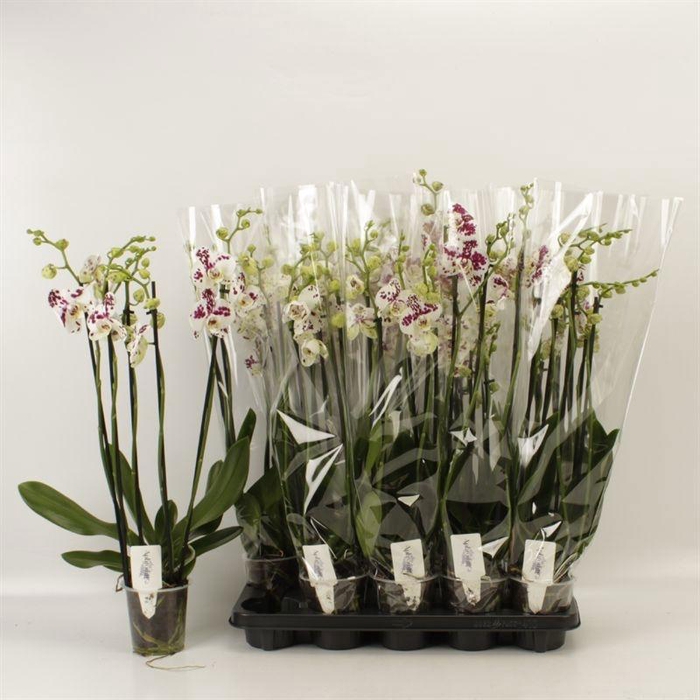 <h4>PHAL AN MARRAKESH</h4>