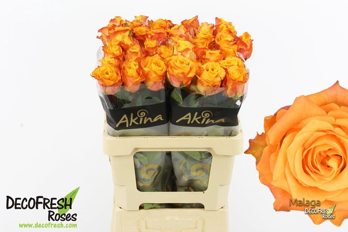 <h4>R Gr Malaga</h4>