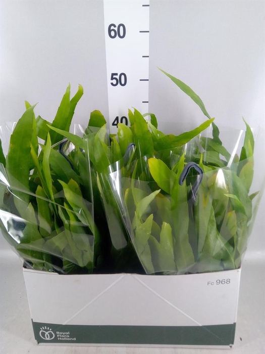 <h4>Epiphyllum   ...</h4>