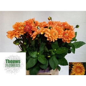 Dahlia Sylvia