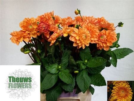 <h4>Dahlia Sylvia</h4>