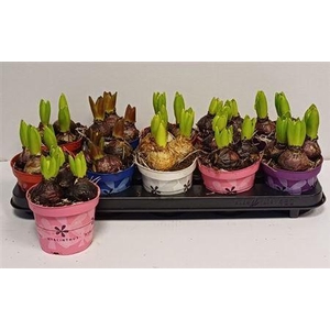 ** Hyacin Gem 5 Kl * Winter Promo*