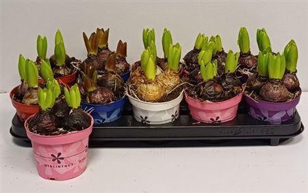 <h4>** Hyacin Gem 5 Kl * Spring Deal*</h4>