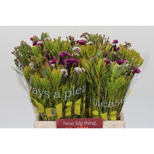 BQ Wild Flower