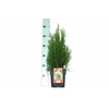 Thuja occ. 'Smaragd' P17