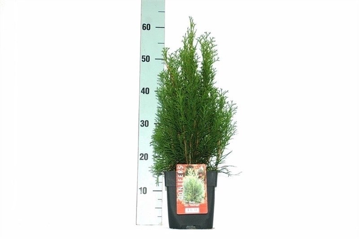 Thuja occ. 'Smaragd' P17