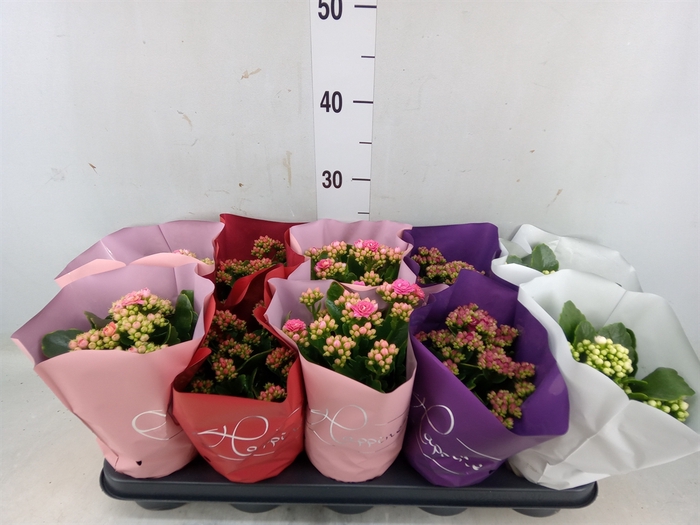 <h4>Kalanchoe blos.   ..rosebud rs fl 5</h4>