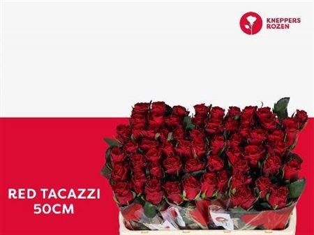 <h4>R Gr Red Tacazzi+</h4>