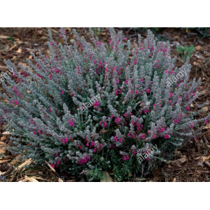 Teucrium fruticans