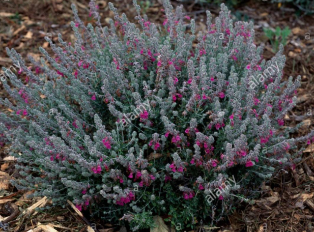 <h4>Teucrium fruticans</h4>