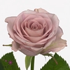 Rosa large memory lane