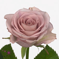Rosa large memory lane