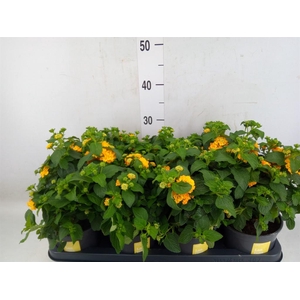 Lantana camara 'Simon Orange'