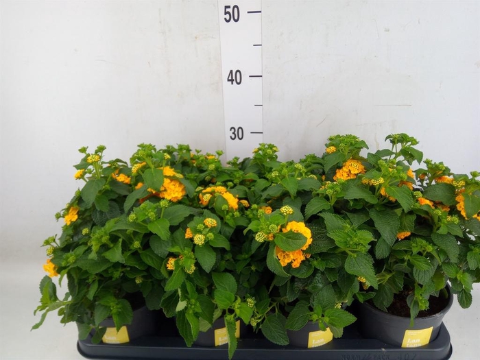 <h4>Lantana camara 'Simon Orange'</h4>