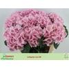 Hydrangea lollipop pink