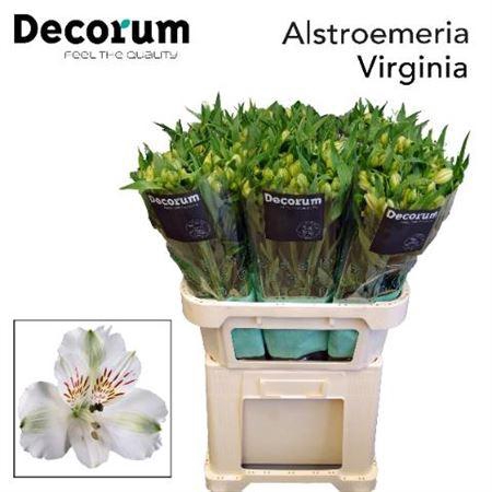 <h4>Alstr Virginia</h4>