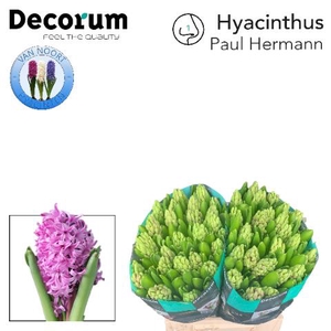 HYAC PAUL HERMANN